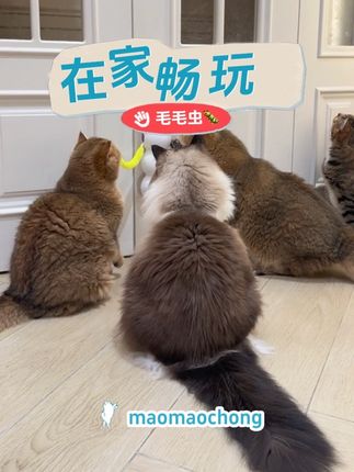 猫咪最爱,激发狩猎本能 #萌宠出道计划 #猫玩具 #猫咪