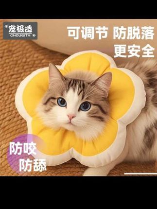 哈哈哈,带了伊丽莎白圈,小猫就变成这样了,这可是绝育专用的。#养猫人 #宠物用品 #好物推荐🔥 #项圈 #围脖