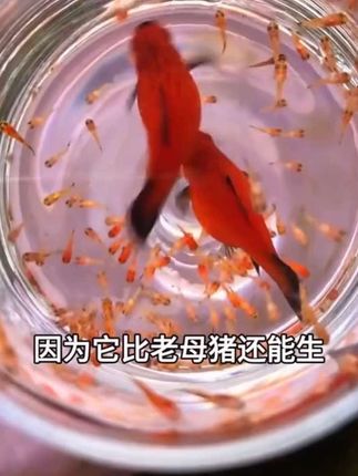 这么能生的红米奇鱼你见过吗?真的太能生了!一窝接着一窝,直接给我爆缸!#观赏鱼 #养鱼日记 #强烈推荐 #养鱼经验分享 #超便宜超划算