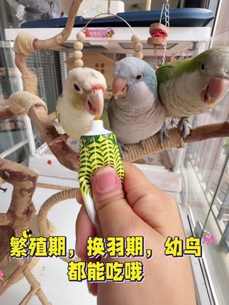 鹦鹉们抢着吃的营养补膏#鹦鹉补膏 #鹦鹉营养补膏 #鹦鹉营养膏 #鹦鹉增肥食物 #鹦鹉增肥
