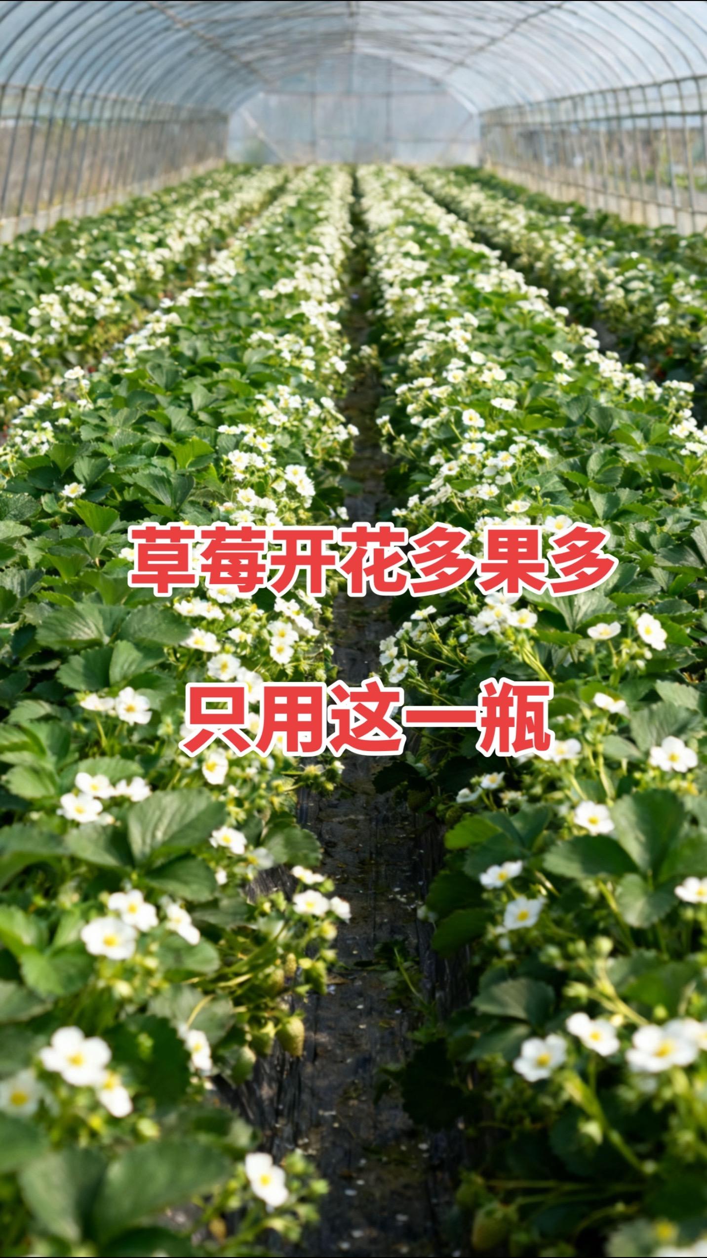 草莓用它喷一喷,花多果多产量高#花芽分化