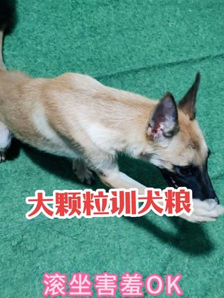 狗狗训练奖励,大颗粒鲜肉训犬粮,训喂一体粮,拆包狗不吃还可退 狗狗训练奖励,大颗粒鲜肉训犬粮,训喂一体粮,拆包狗不吃还可退 #训犬粮 #狗粮 #训犬 #训狗奖励