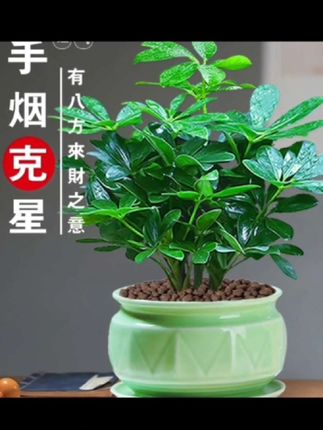八方来财盆栽七叶莲室内花卉四季常青净化空气植物花卉绿植盆栽#盆栽 #盆栽绿植