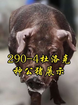 华多基因杜洛克种公猪,#记录养殖生活#分享养猪知识#养猪人加油