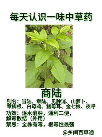 警惕!酷似人参的商陆,误食可致命! #实用信息分享计划 实拍贵州山区野生商陆,全株有毒,红茎剧毒、白根入药。中医用于逐水消肿、解毒散结,外用消肿效果显著。科普红白鉴别与安全用法,提醒遵医嘱,切勿自行采摘食用。#中草药科普 #商陆 #有毒植物 #中药养生