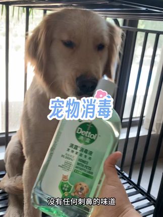 家里有宠物的一定要定期消毒杀菌,滴露新出的宠物专用消毒液,没有任何刺鼻的味道#养狗人#滴露宠物消毒液#消毒液#消毒#宠物消毒