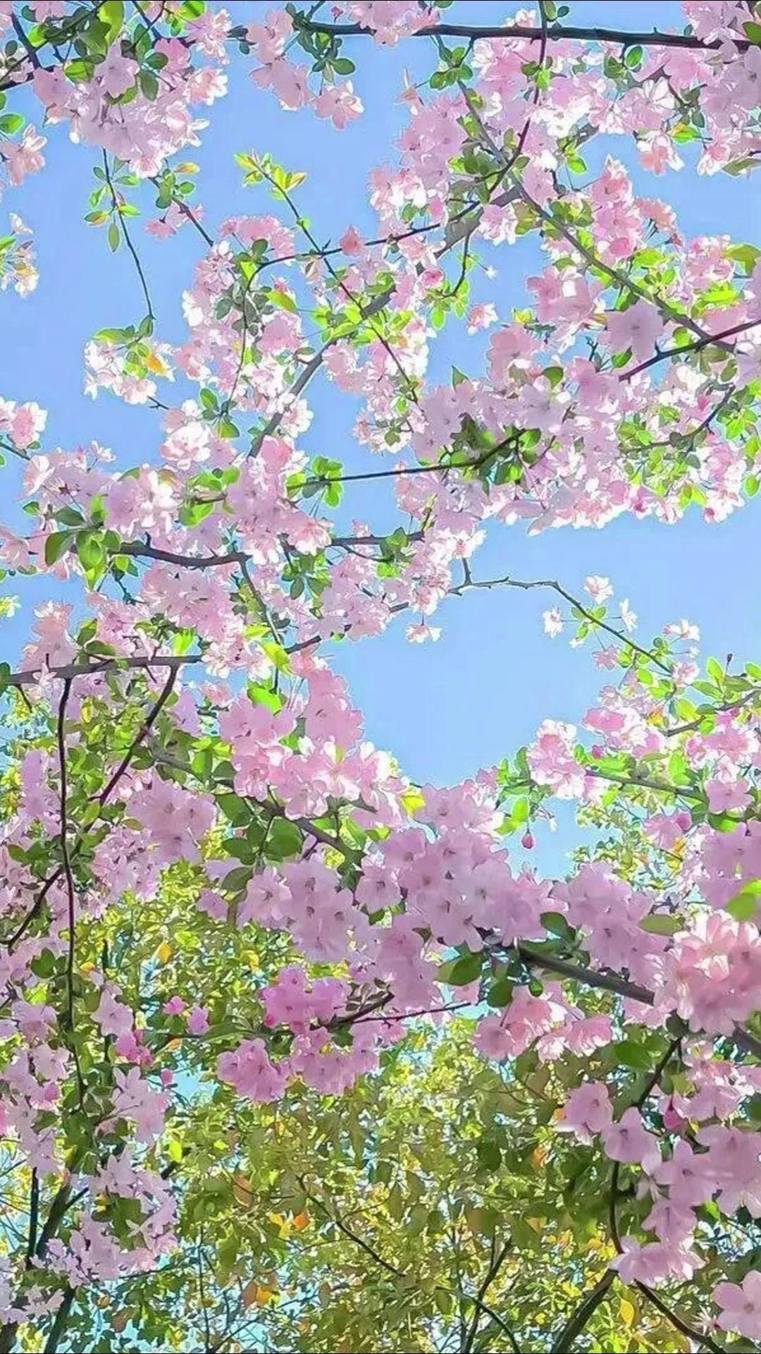 #杜克和一哥 #杜克环游世界 #孟加拉的故事 #交换世界计划 #杜克环游世界