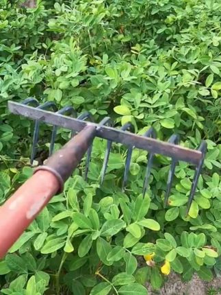 #实用工具 #三农种植 #农用钉耙
