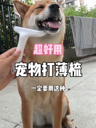 掉毛季到啦,一把打毛刀就可以轻松去浮毛,狗清爽了,人也轻松了!,#养狗经验分享 #换毛季 #萌宠好物 #打毛刀 #掉毛怪