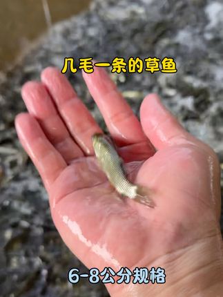 6-8公分规格草鱼苗,可以快递到家