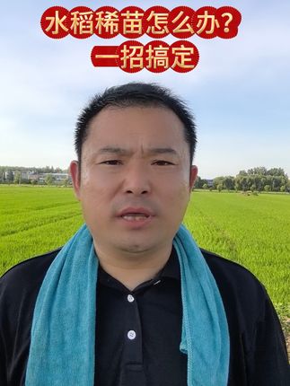 水稻稀苗怎么办?一招搞定#水稻种植 #水稻 #农资肥料 #硅肥#锌肥 #硅锌硼