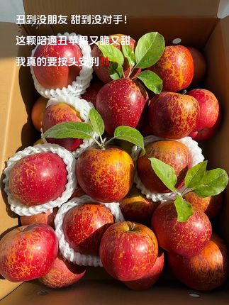 云南昭通丑苹果!真是甜甜的心!!苹果香超级浓郁!又香又脆又甜!! 喜欢吃苹果姐妹们一定要试试这个丑苹果!满满冰糖心!一口嘎嘣脆!#丑苹果 #昭通冰糖心丑苹果 #现摘现发新鲜到家 #优质农产品 #苹果