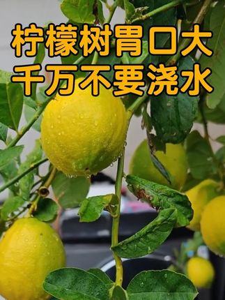 柠檬树是典型喜酸植物,一定要满足才不掉果 柠檬树是典型喜酸植物,一定要满足才不掉果#种植小技巧 #养花小知识 #阳台种植