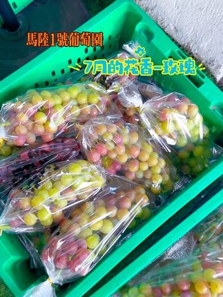 7月的花香你尝过吗? #马陆葡萄 #马陆1号葡萄园 #新农人 @我要上热门 @抖音创作小助手