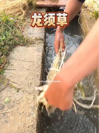 #潮汕#潮汕人 #煮汤煮茶#喝汤喝茶养生