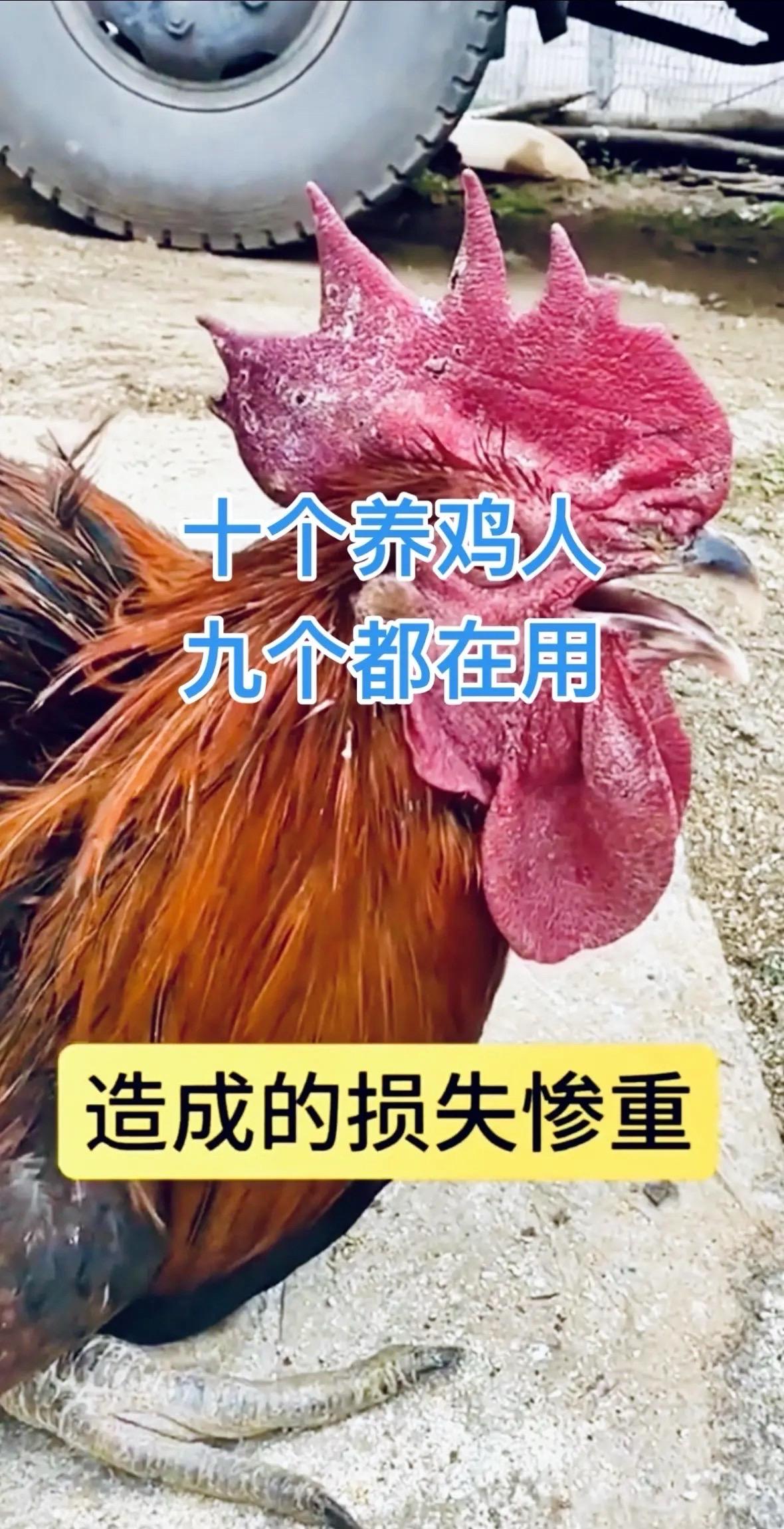 #养鸡 #养鸡技术 #农村散养土鸡 #生态散养土鸡 #三农养殖