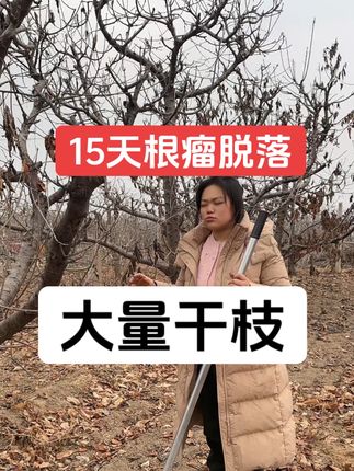 根瘤怎么治 #根瘤#除根烂根渗透力强一次解决 #根腐病 #根瘤菌 #根瘤病怎么治