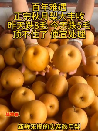 #正宗秋月梨#脆甜多汁#新鲜应季水果 #优质农产品 #超便宜超划算