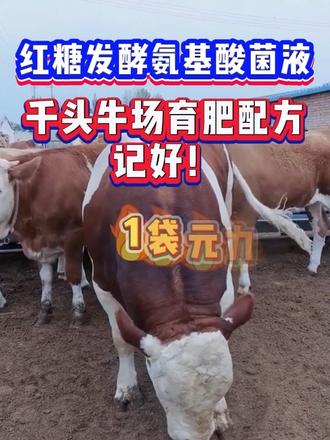 1斤发酵红糖喂牛 能顶10斤饲料#育肥牛 #养牛 #养牛技术 #牛羊养殖