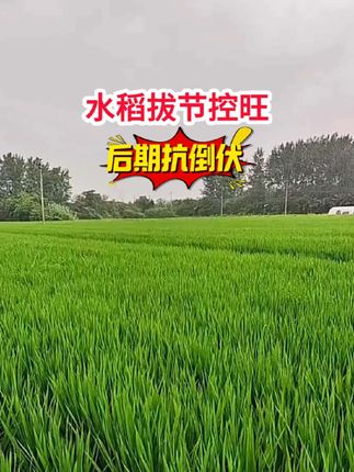 水稻拔节如何控旺,缩短节结 后期抗倒伏#水稻管理 #硅肥#钾肥#农技#热门