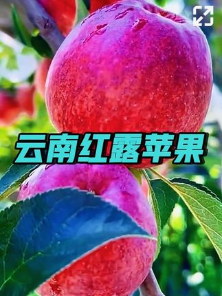 2025现摘云南红露小苹果 3/4.5斤脆甜爽口 个小味浓现发 #当季新鲜水果 #脆甜多汁 #新鲜采摘 #云南红露苹果