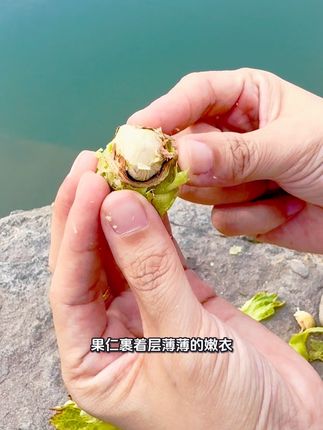 2025年的水瓤绿皮鲜榛子,枝头挂满了饱满的榛果,脆甜多汁,口感新鲜,快跟我一起品尝一下一年一季的当季新鲜~#鲜榛子 #榛子