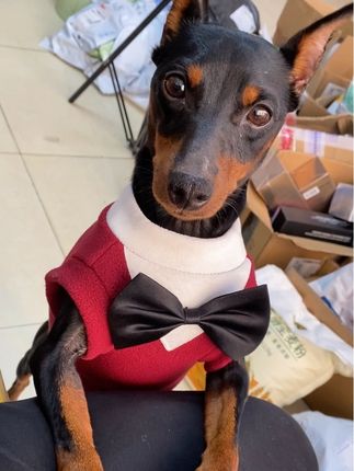 #狗衣服#猫狗衣服#宠物衣服