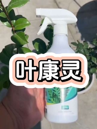 #月季 出现黄叶斑点,叶子一碰就掉,这是真菌病害引起的,可以用上这个方法 #月季养护 #病害防治 #叶康灵 #植物叶康灵