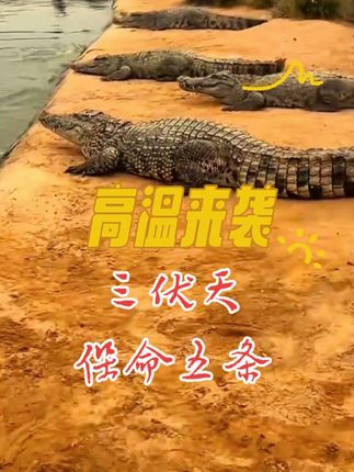三伏天保命五条 三伏天这保命五条务必牢记#高温天气#全国高温#三伏天#运城小范#三伏天保命五条 @DOU+上热门 @DOU+小助手 @小范哥在运城