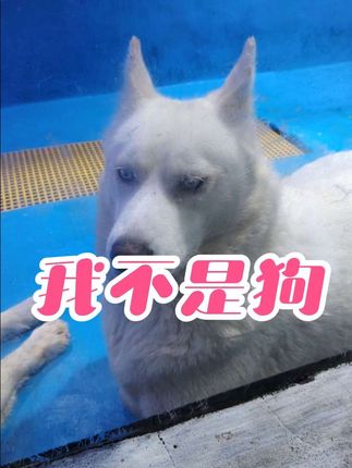 #沙漠耶#我不是狗 #别用老看狗的眼光看我
