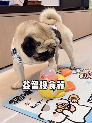快给你家猫猫狗狗试试这个益智投食器,教几遍就会了,好玩解闷#狗狗玩具 #宠物玩具 #萌宠 #狗狗 #养狗人