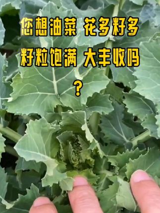 #农业种植 #流体硼#保花保果 #补充营养 #厂家直发品质保证