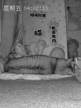我刚把凉垫子撤走你就回床睡啦? #监控下的一幕 #养猫人 #自律小猫#猫咪vlog #地狱厨房