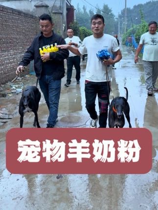 宠物羊奶粉,既可以给狗狗补充营养,又可以提高狗狗的食欲#格力犬爱好者 #猎犬爱好者 #灵缇犬格力犬惠比特