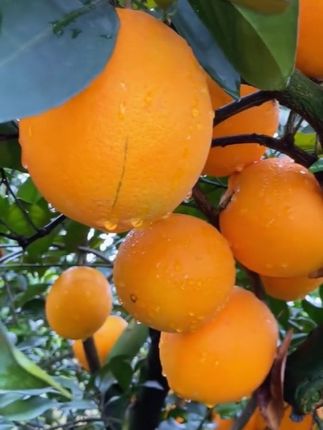 来吧来吧,吃一口正宗的赣南脐橙 看了直流口水有没有,果园里摘了就吃,好爽!#脐橙 #赣南脐橙 #应季水果 #水果 #吃货