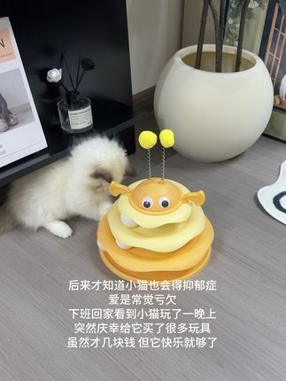 随便买的玩具,没想到它这么喜欢#宠物玩具 #萌宠 #猫咪的日常 #猫玩具