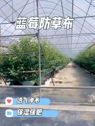 蓝莓防草布#蓝莓种植 #防草布 #三农 #vlog十亿流量扶持计划 #花卉绿植