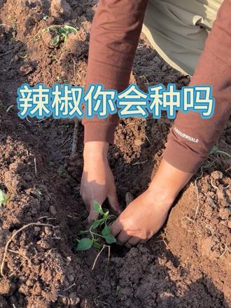 辣椒你栽过吗 自己动手丰衣足食#新农人#三农 #耕地