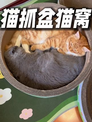磨爪睡觉玩耍,一板三用的加深猫抓盆猫窝,猫咪真的太喜欢了!#萌宠好物 #猫抓板 #猫窝 #猫玩具