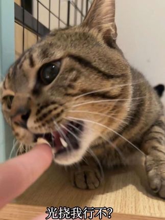 利群:听懂了!你养你的猫 我挠我的人! #我和流浪猫的故事 #流浪猫变家猫 #小猫治愈世界 #万物可爱计划