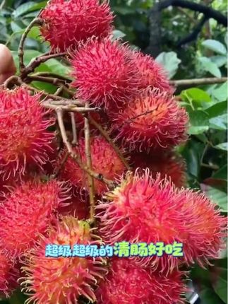 #新鲜采摘 #特色农产品 红毛丹是孕期水果的天花板,定期一年也就二十来天,孕期赶上了就要多吃几次。果肉厚实,口感好,前调像葡萄,后调居然有荔枝香,汁水特别丰富,鲜嫩无渣,一口下去满满的维生素。孕反的时候来上几颗,清爽又解腻。#优质水果 #快来一起尝个鲜