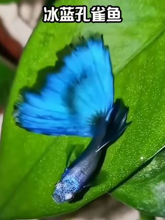 💙梦幻游弋,灵动入家!冰蓝孔雀鱼自带清冷滤镜,渐变蓝白的鱼鳍如丝绸轻舞,流线身姿穿梭水草间,每一帧都是治愈系大片✨。皮实好养不挑环境,新手也能轻松拿捏!点缀你的小鱼缸,瞬间打造桌面微海洋🌊。点击下单,把这份灵动的浪漫带回家~ #水族 #观赏鱼 #水族爱好者 #养鱼日记 #鱼缸里的大自然