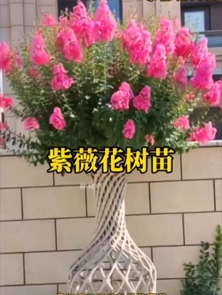 谁懂庭院种紫薇的快乐!花期很长,又有百日红的别称,从夏开到秋,满树繁花,娇艳欲滴。花色丰富,无论是热情似火的红,还是浪漫温柔的粉,亦或是清新淡雅的紫,都能为庭院增添一抹亮丽色彩。 紫薇不仅颜值高,寓意也很好~且它生命力顽强,适应能力一流,耐寒又耐旱,不管南方的湿润气候,还是北方的干燥环境,它都能茁壮成长。无论是打造精致小庭院,还是装点宽敞大院子,紫薇都是不错的选择,喜欢你就别错过,让庭院四季都有好风景! #紫薇 #紫薇花 #紫薇花树苗 #别墅庭院植物 #果树苗