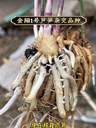 #芦笋种植 #芦笋种子 #芦笋苗 #金阳1号 #芦笋芦笋苗 @众赢电子商务(金蝉旺哥) @金蝉旺哥(小号) @芦笋苗基地