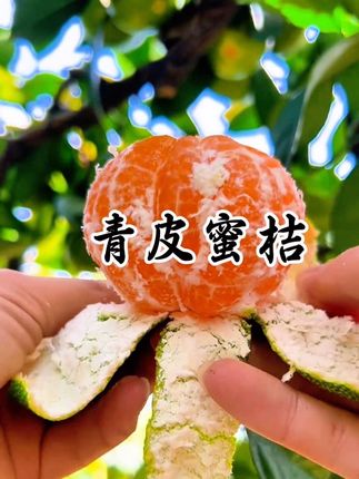 一年就吃这一季的#青皮蜜桔 8分甜2分酸 一口爆汁#应季水果 #新鲜采摘 #一口爆汁 #好吃到停不下来