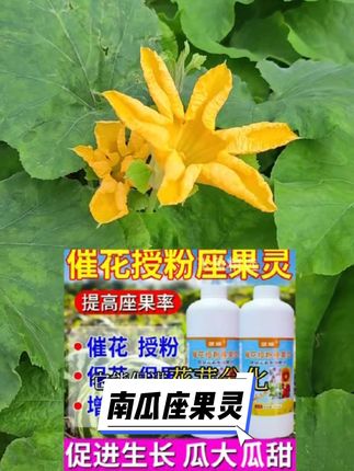 #南瓜座果灵 #南瓜种植 #农业种植 #种植小技巧 #抖音助手助我上热门