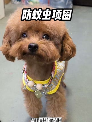 防蚊虫项圈#毛孩子的日常 #萌宠日常记录 #防蚊虫项圈 #预防蚊虫小妙招 #预防