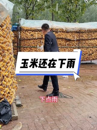 今年玉米算完了,多少玉米能换一平方房子 #聊城强哥说房 #聊城二手房#聊城新房#一个敢说真话的房产人