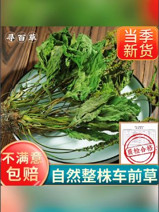 #好物推荐🔥 #车前草 #内容启发搜索