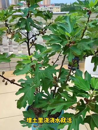 超大无花果 产量高果个大一叶一果#无花果苗 #无花果树苗 #阳台种植 #家庭种植 #无花果